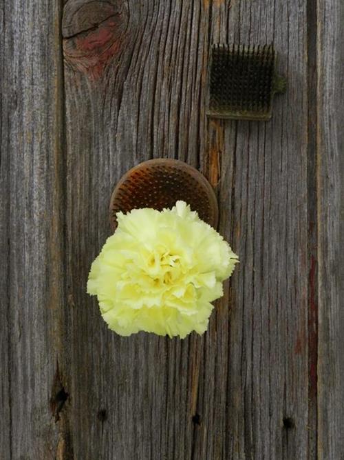 DILETTA YELLOW CARNATIONS